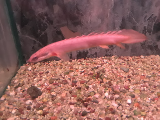 Aquarium «Cichlid World», reviews and photos, 27843 Ford Rd, Garden City, MI 48135, USA