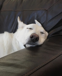 Eagle Animal Hospital and Pet Resort - Photo 8 - Car repair in Riverside, MO, Kansas City