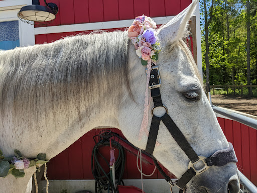 Coastal Equine Veterinary Services image