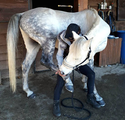 Robert Floriane - Biodynamie Equine à Saint-Jean