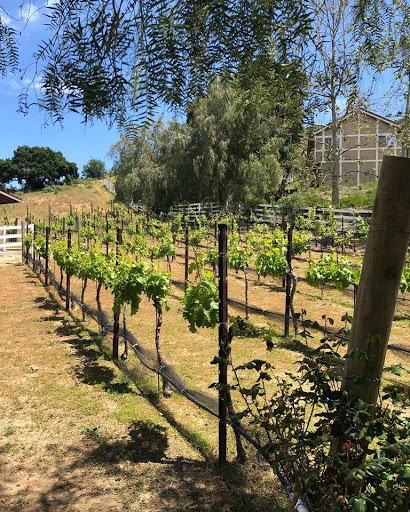 Vineyard «Giracci Vineyards & Farms», reviews and photos, 16162 Jackson Ranch Rd, Silverado, CA 92676, USA