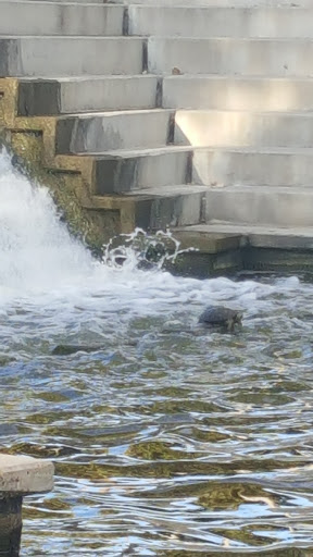 Convention Center «McAllen Convention Center», reviews and photos, 700 Convention Center Blvd, McAllen, TX 78501, USA