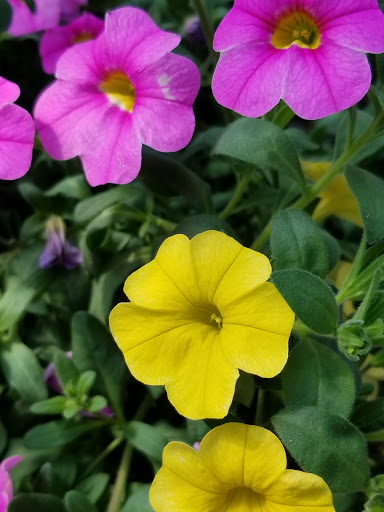 Pet Supply Store «Better Buys», reviews and photos, 3622 N Broadway Ave, Muncie, IN 47303, USA