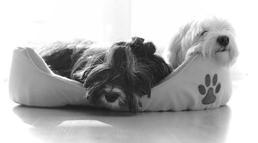 Clínica Veterinaria Vallecas en Madrid