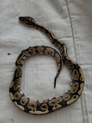 Pet Supply Store «Pet Den», reviews and photos, 1209 Nederland Ave, Nederland, TX 77627, USA