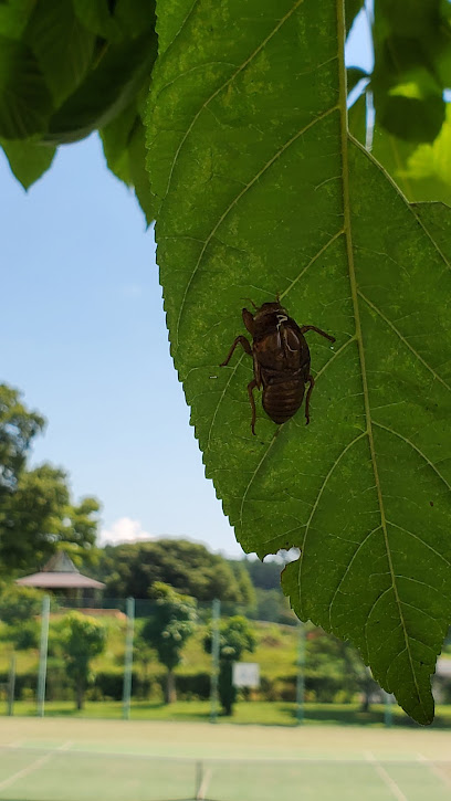 矢板運動公園 テニス場