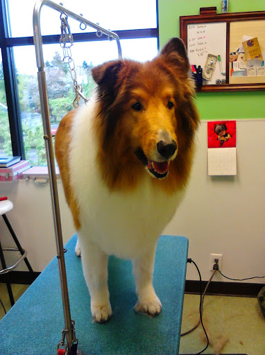 Pet Groomer «Happy Tails Pet Center», reviews and photos, 4370 SE King Rd Ste 260, Milwaukie, OR 97222, USA