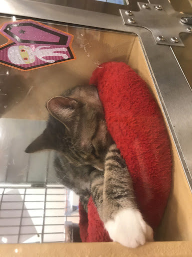 Pet Supply Store «PetSmart», reviews and photos, 14025 SW 88th St, Miami, FL 33186, USA