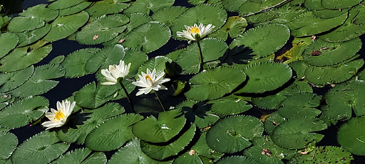 Park «Boca Ciega Millennium Park», reviews and photos, 12410 74th Ave N, Seminole, FL 33772, USA