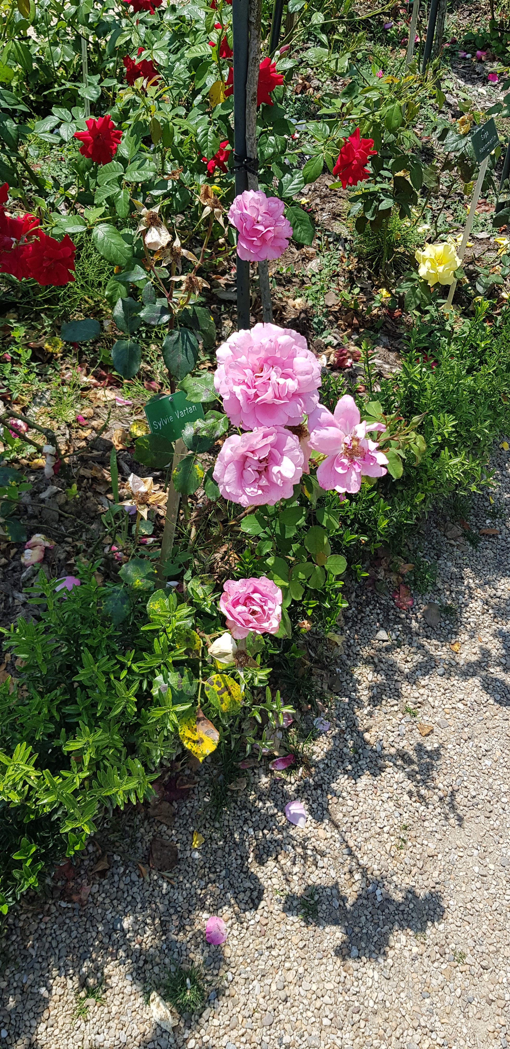 Photo n° 2 de l'avis de Genevieve.U fait le 20/06/2023 à 16:28