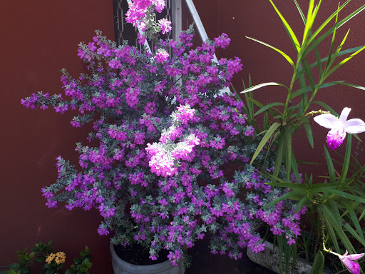 Animal & Co. em Indaiatuba - SP