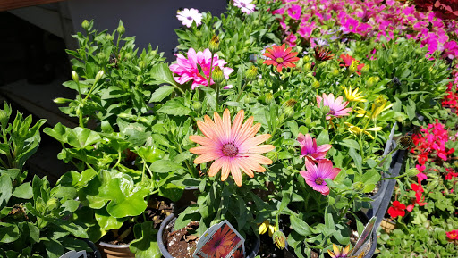 Grocery Store «Diamond Fresh Farmers Market», reviews and photos, 21168 Golden Springs Dr, Walnut, CA 91789, USA