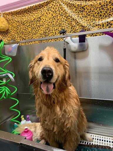 Pet Grooming by Raina LLC