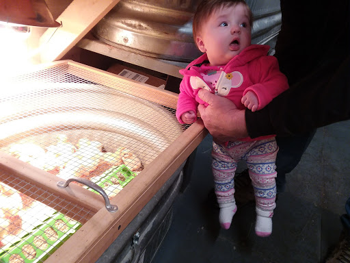 Garden Center «Animals and Gardens Unlimited», reviews and photos, 14 Jacobstown Rd, New Egypt, NJ 08533, USA