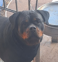 Penn Animal Hospital - Photo 5 - Car repair in Pittsburgh, PA, Pittsburgh