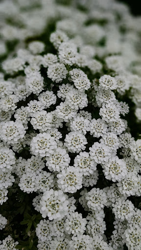 History Museum «Chesapeake Bay Maritime Museum», reviews and photos, 213 North Talbot Street, St Michaels, MD 21663, USA