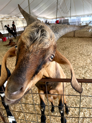 Zoo «Petting Zoo», reviews and photos, 829 E Exchange Ave, Fort Worth, TX 76164, USA