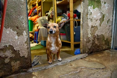 Organização de Proteção de Animais