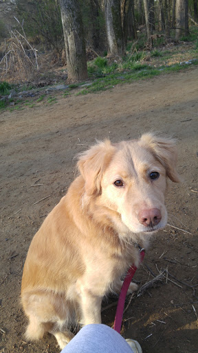 Roofing Contractor «Carolina Storm Roofing», reviews and photos, 11809 5 Cedars Rd, Charlotte, NC 28226, USA