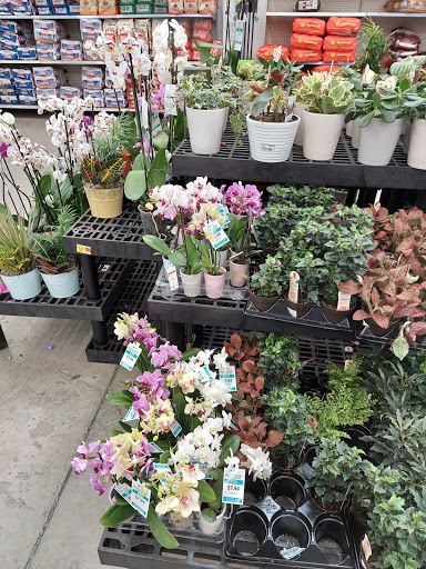 Department Store «Walmart Supercenter», reviews and photos, 235 E Dorset Dr, Dixon, CA 95620, USA