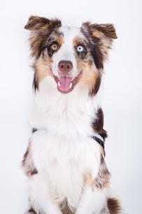 We Speak Dog - Photo 6 - Car repair in , Lafayette