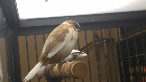 Pet Supply Store «PetSmart», reviews and photos, 98 Providence Hwy, East Walpole, MA 02032, USA