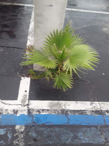 Thrift Store «Salvation Army Thrift Store», reviews and photos, 505 27th Ave SW, Vero Beach, FL 32968, USA