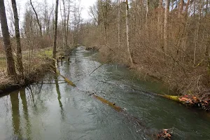 Alte Aare Nature Reserve image