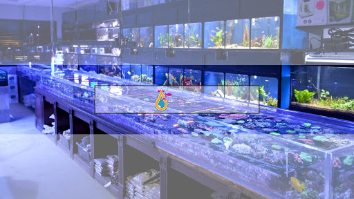 Tropical Fish Store «Manhattan Aquariums», reviews and photos, 522 W 37th St, New York, NY 10018, USA
