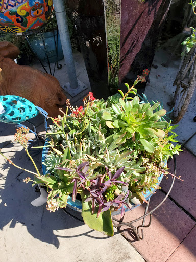 Florist «Plant Safari», reviews and photos, 653 N Central Ave, Upland, CA 91786, USA