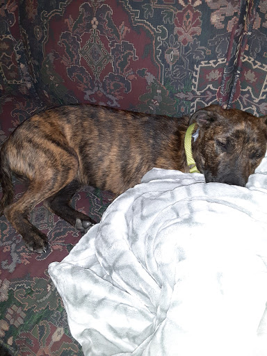 Animal Shelter «One of A Kind Pet Rescue», reviews and photos, 1929 W Market St, Akron, OH 44313, USA