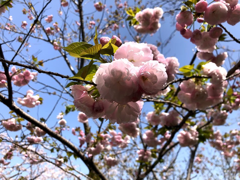 平草原公園 和歌山県白浜町２０５４ 公園 公園 グルコミ