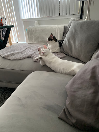 Pet Supply Store «PetSmart», reviews and photos, 220 Commerce Blvd, Fairless Hills, PA 19030, USA