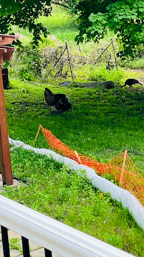 Golf Club «Stone Meadow Golf», reviews and photos, 675 Waltham St, Lexington, MA 02421, USA