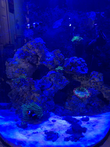 Tropical Fish Store «Aquatic Vision», reviews and photos, 6028 Pine Hill Rd, Port Richey, FL 34668, USA