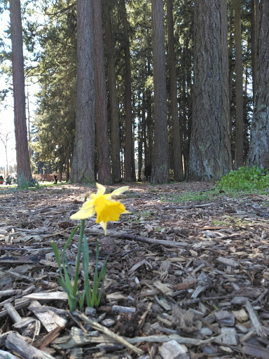 Recreation Center «Shute Park Aquatic & Recreation Center», reviews and photos, 953 SE Maple St, Hillsboro, OR 97123, USA
