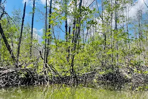 Sabang Mangrove Forest image