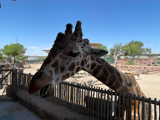 Zoo «El Paso Zoo», reviews and photos, 4001 E Paisano Dr, El Paso, TX 79905, USA