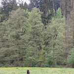 Photo n°16 de l'avis de Katrin.e fait le 16/05/2023 à 14:18 sur le  Käppels Floßteiche à Reichenbach im Vogtland