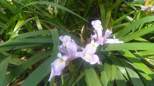 Nature Preserve «Effie Yeaw Nature Center», reviews and photos, 2850 San Lorenzo Way, Carmichael, CA 95608, USA