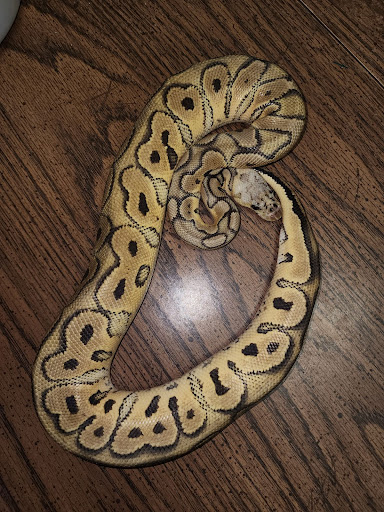 Mayday's Royal Nathairs