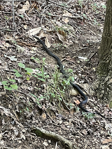 Nature Preserve «Chattahoochee Nature Center», reviews and photos, 9135 Willeo Rd, Roswell, GA 30075, USA