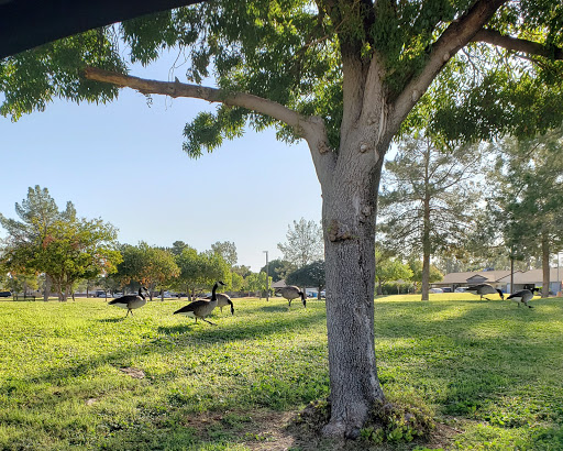 Park «Acacia Park», reviews and photos, 2944 W Hearn Rd, Phoenix, AZ 85053, USA