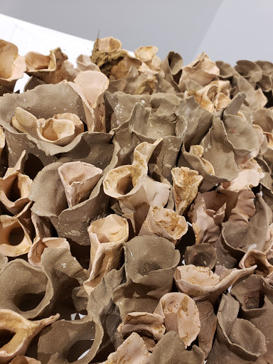 Event Venue «R. Don Cowan Fine and Performing Arts Center», reviews and photos, 3900 University Blvd, Tyler, TX 75701, USA