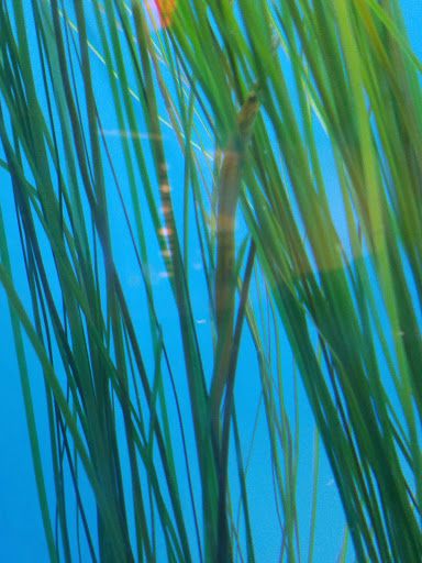 Aquarium «North Carolina Aquarium at Pine Knoll Shores», reviews and photos, 1 Roosevelt Blvd, Pine Knoll Shores, NC 28512, USA