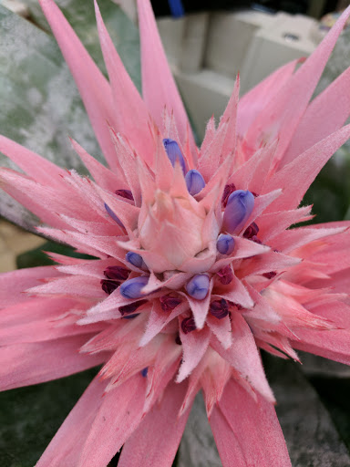 Florist «Sacalis Florist», reviews and photos, 575 Broadway, Bayonne, NJ 07002, USA