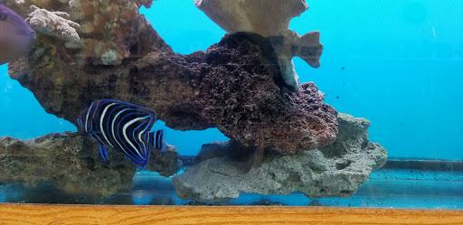 Tropical Fish Store «Ocean Design Aquarium», reviews and photos, 7542 W Addison St, Chicago, IL 60634, USA