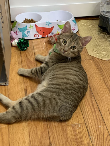 Pet Supply Store «PetSmart», reviews and photos, 406 Balltown Rd, Schenectady, NY 12304, USA