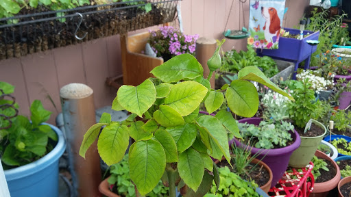 Book Store «Pipe & Thimble Bookstore», reviews and photos, 24830 Narbonne Ave, Lomita, CA 90717, USA