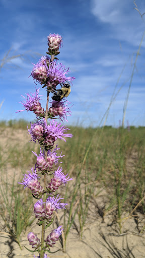 Nature Preserve «Kenosha Sand Dunes», reviews and photos, 7th Ave, Pleasant Prairie, WI 53158, USA